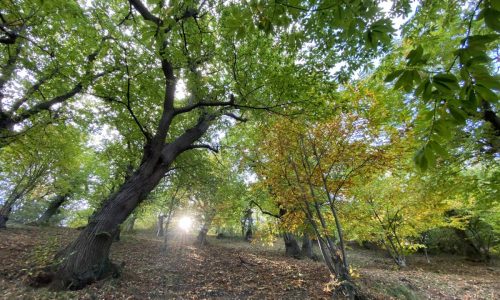 Il castagneto di Montefiore Conca