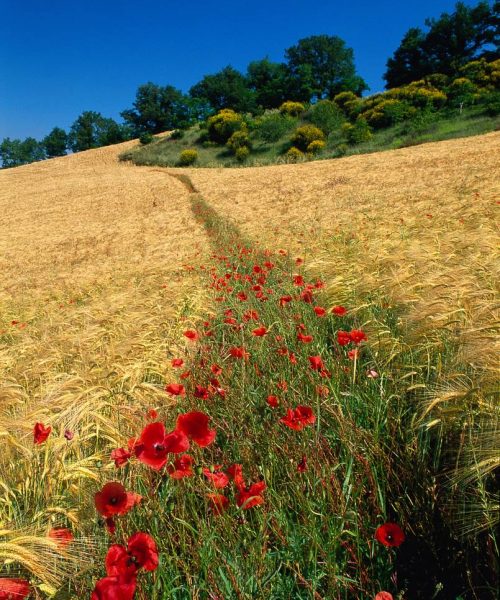 Paesaggi di Montefiore Conca