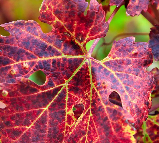 Colline-autunno-foliage-in-Valconca