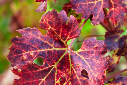 Valconca-foliage-San Giovanni in Marignano