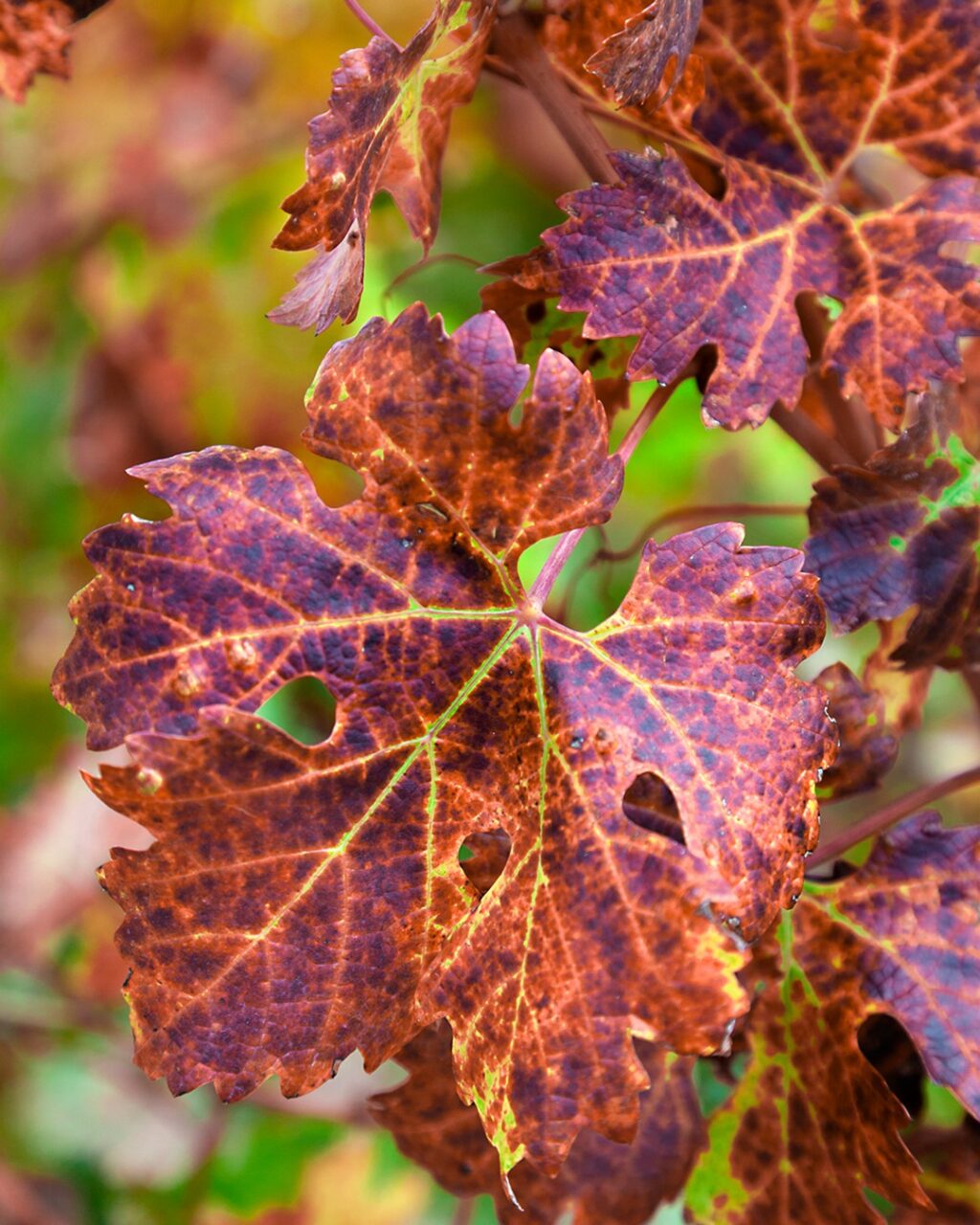 Instagram post from lavalledellevacanze. This post is in position 5.